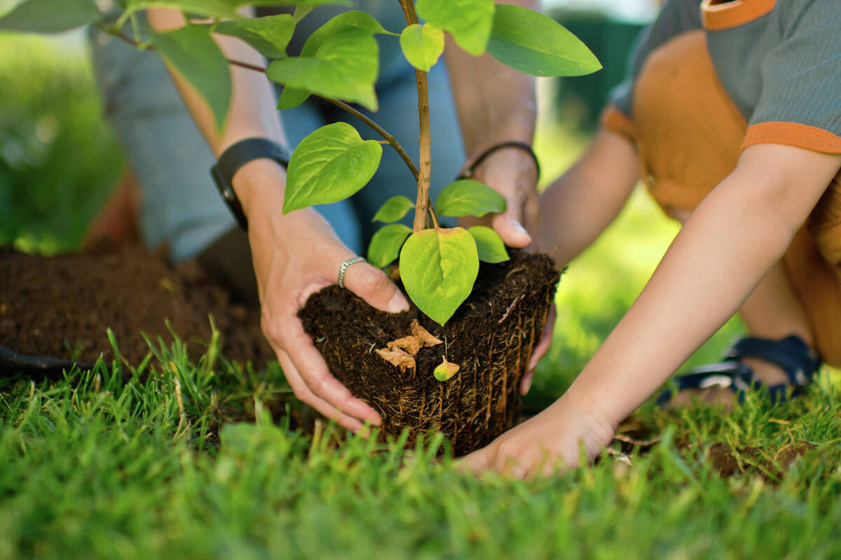 Here's how you can help the trees on Arbor Day. 