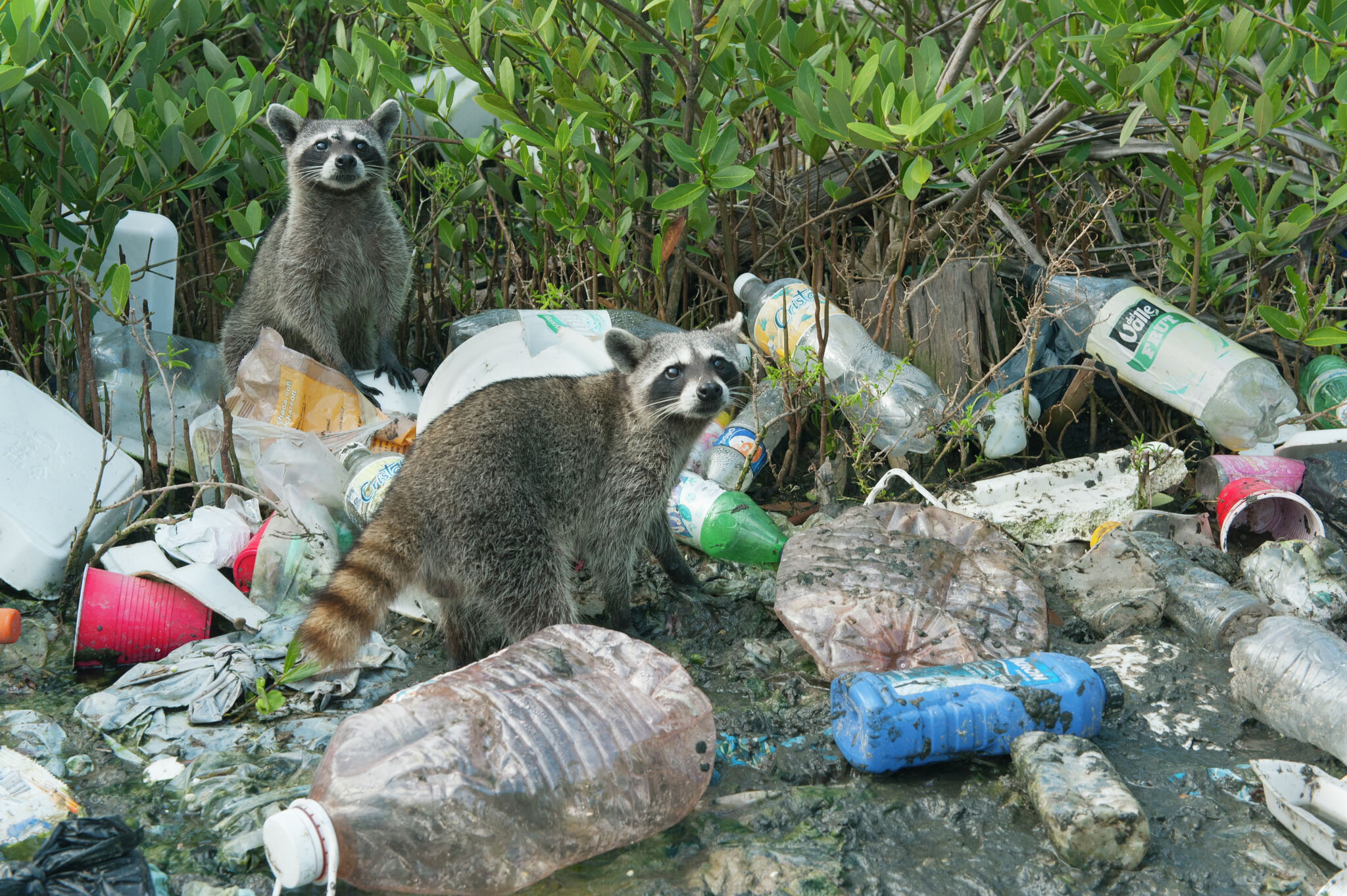UT Austin issues warning after raccoon bites three students - Vimarsana News