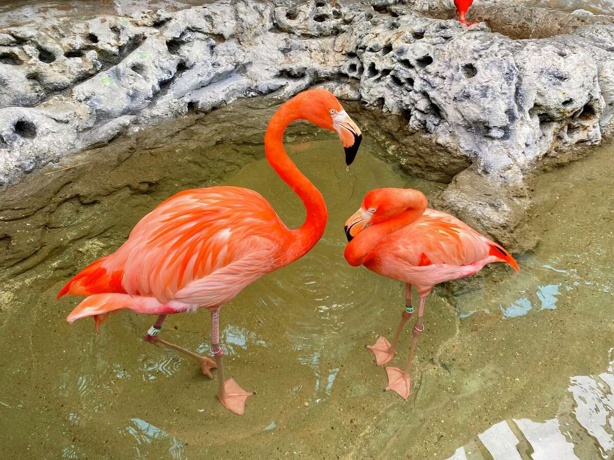 Flamingos at the Texas State Aquarium in Corpus Christi's North Beach. 