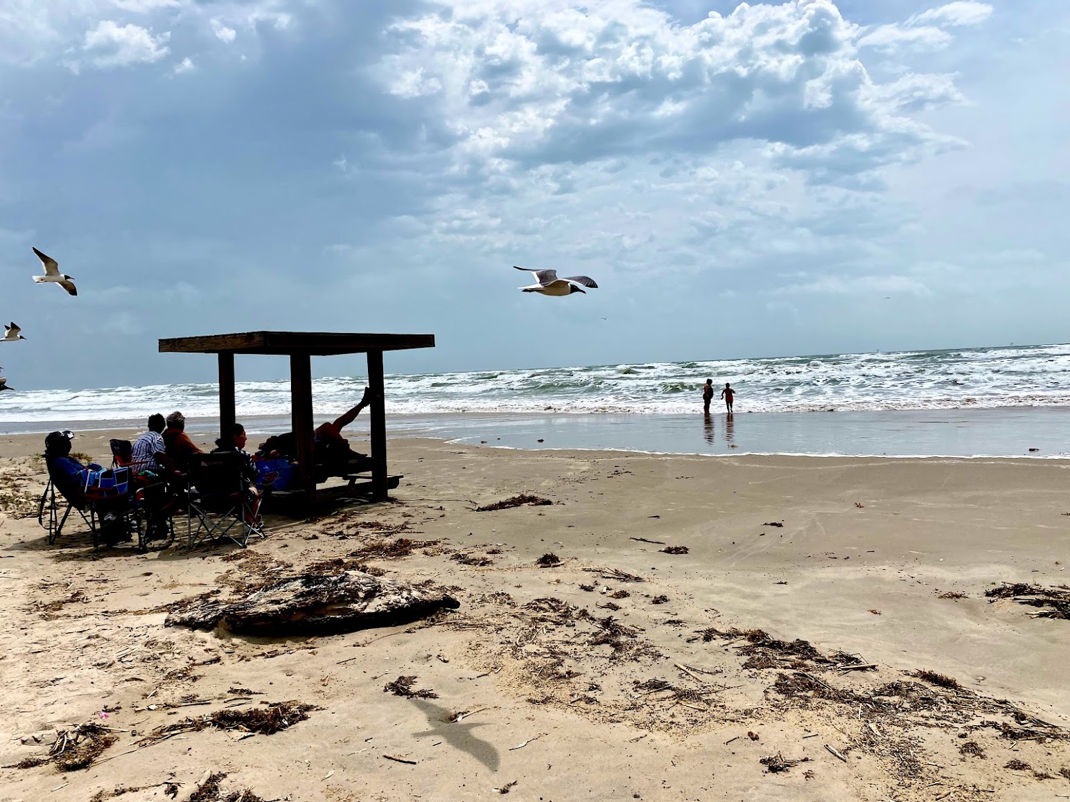 are dogs allowed on corpus christi beaches