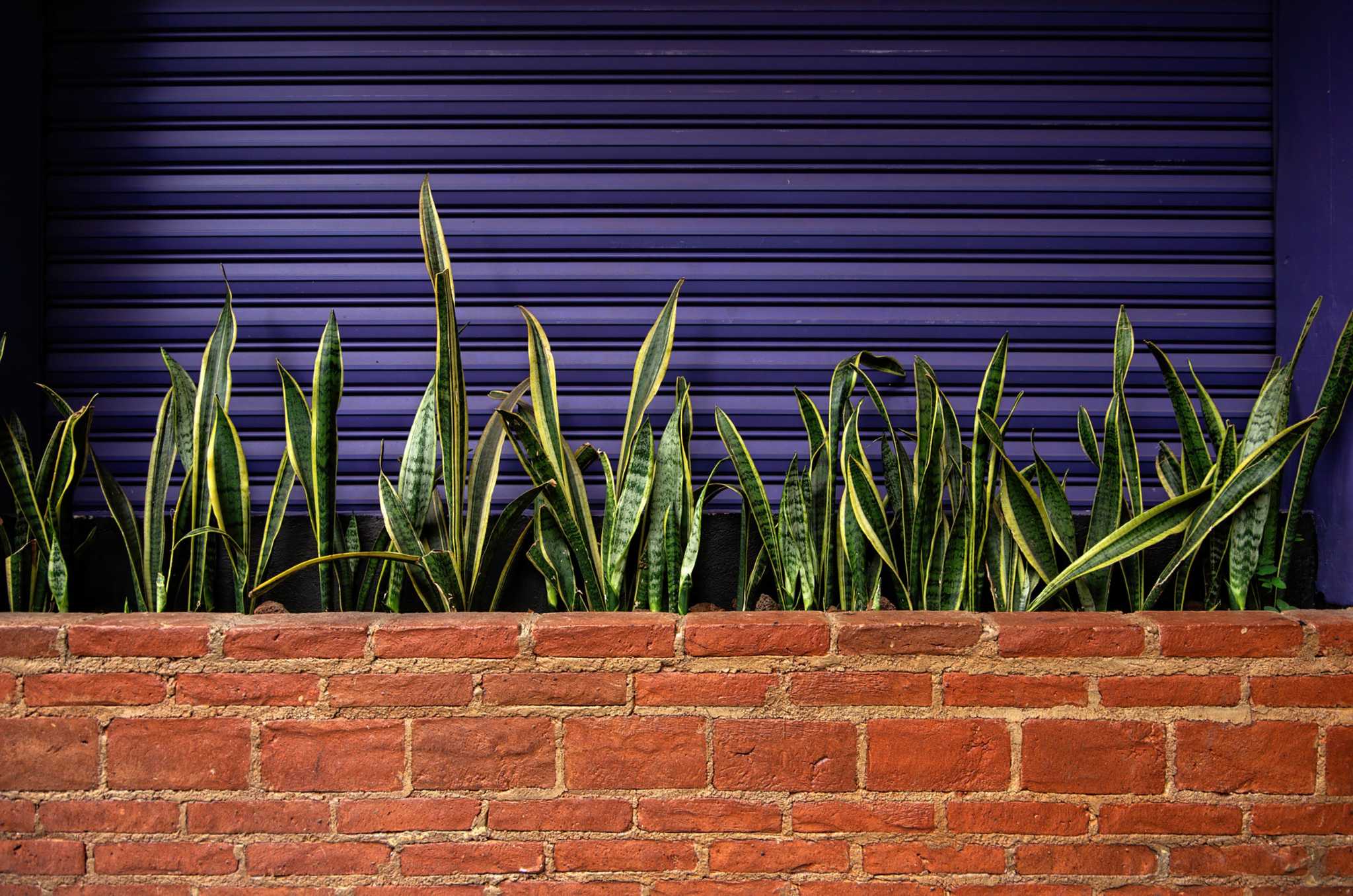 How to grow and care for a snake plant - Vimarsana News