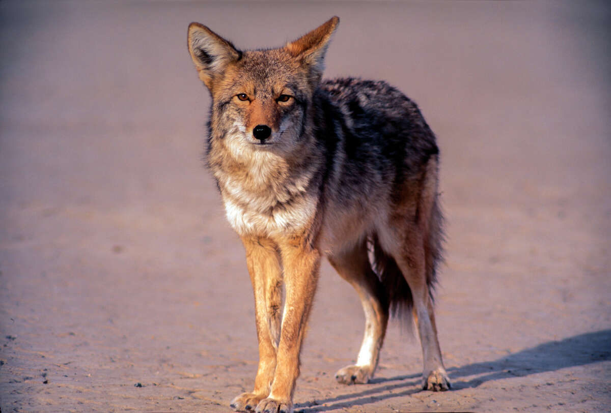 FILE - A coyote attacked a child at the beach in Huntington Beach on April 28, 2022. In this photo, a coyote is pictured at Badwater Basin. 