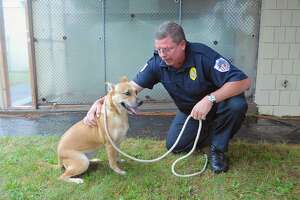 Animal control estimates 60 percent of East Haven dogs unlicensed