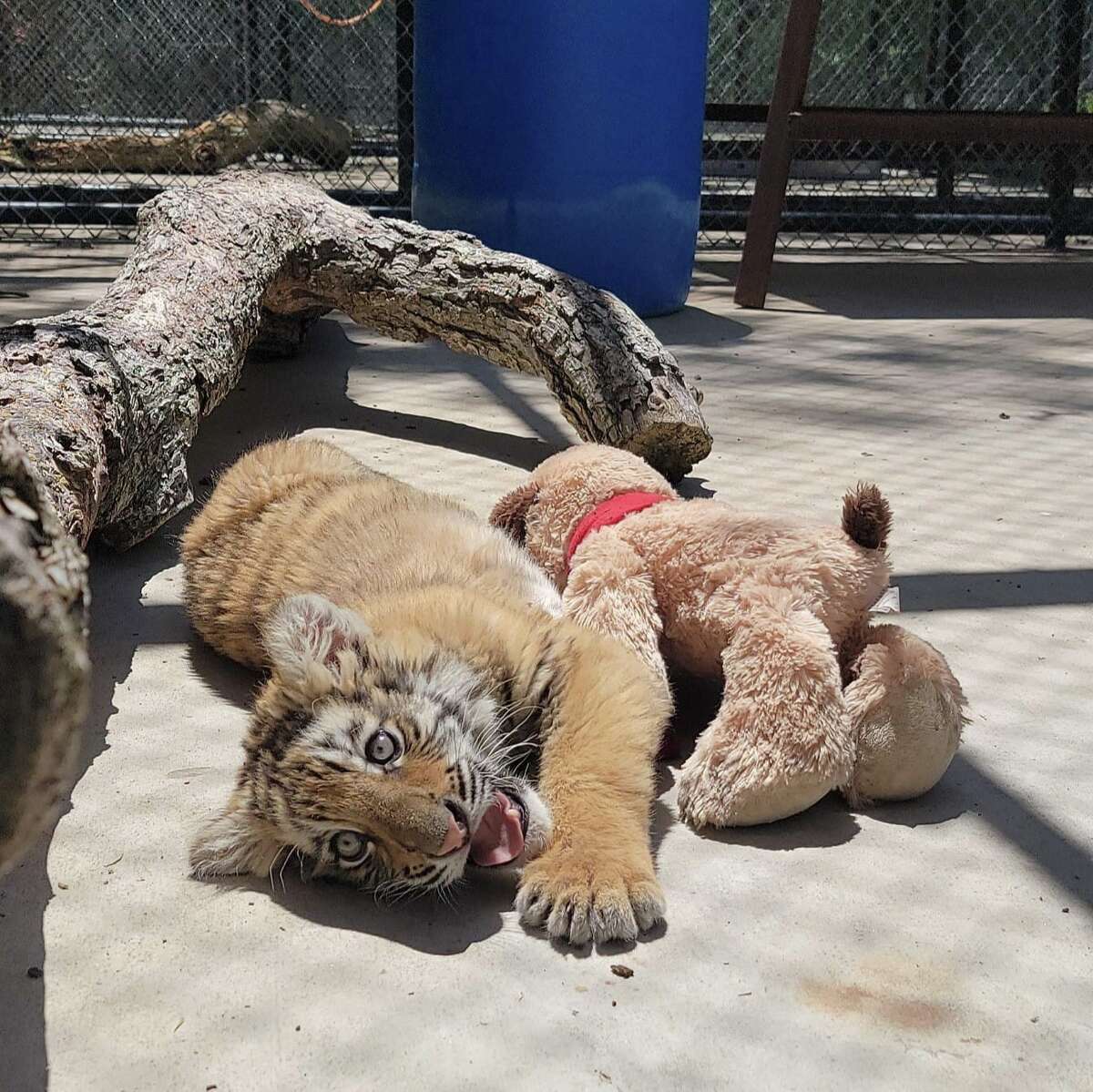 Pictured is the 2-3 month old bengal tiger who was discovered in a Laredo home on April 22. Now named Minnie, the tiger is located at the In-Sync Exotics Wildlife Rescue and Educational Center in Wylie.