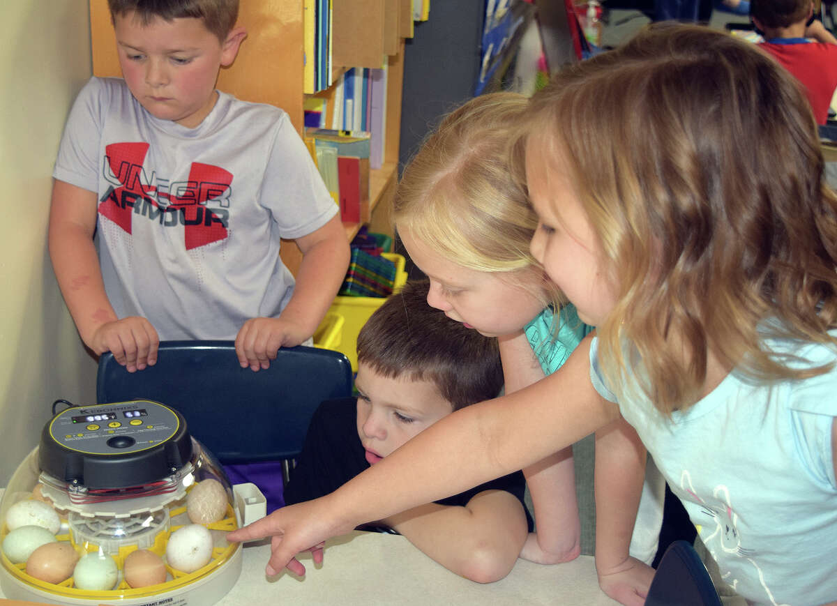 Eisenhower Elementary School kindergarten students Landon Ward (from left), Reid McGuire, Elly Bumgarner and Scarlett Vredenburgh inspect eggs they are raising.