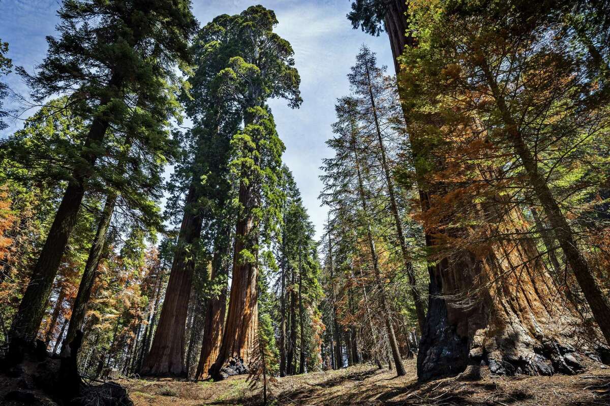 California’s giant sequoias are being destroyed by our wildfires ...