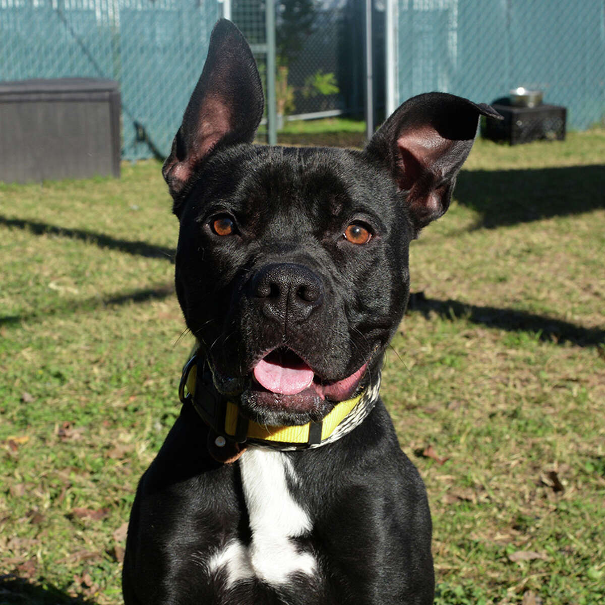 As of April 29, 2022, Lina, 48234616, has been at San Marcos Regional Animal Shelter for 287 days.