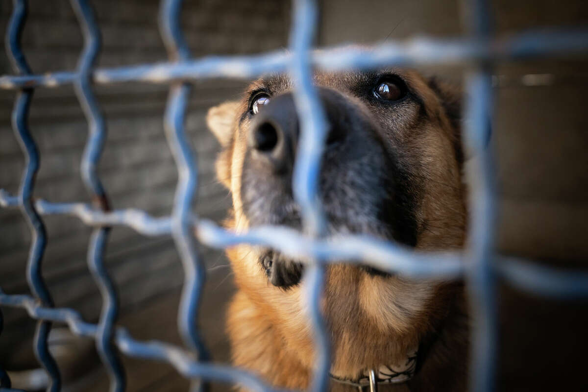 Portrait of a sad dog, locked in an animal shelter. A dog behind bars in a playpen.