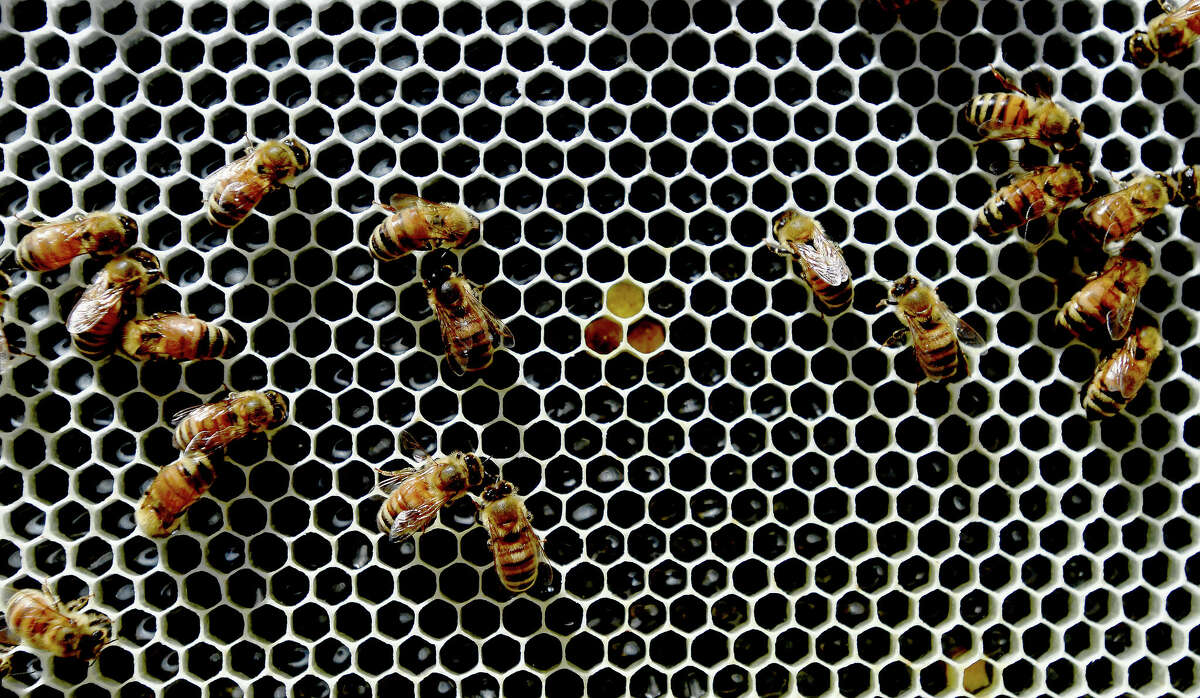 Inside nearly each tiny comb base, thin slivers of silver looking eggs lie at the bottom of a panel inside a hive at Moore's Honey Farm in Kountze. Photo made Wednesday April 27, 2022. Kim Brent/The Enterprise