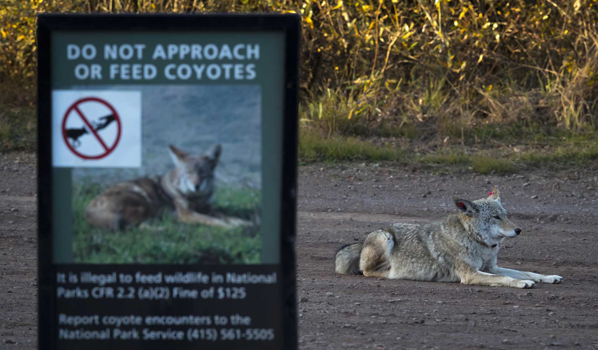 Two dogs killed by S.F. coyotes in one week; pet owners urged to be vigilant - Vimarsana News