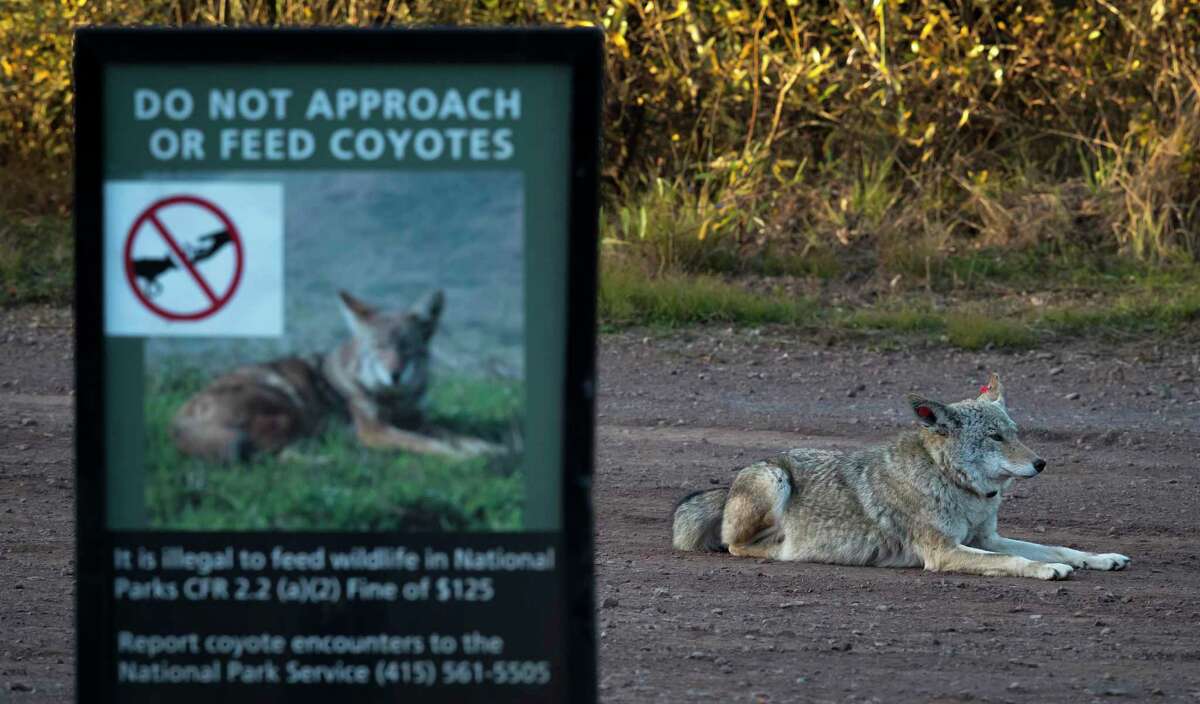 A female coyote sits in a vehicle pullout where wildlife biologists have been conducting a study of coyotes that populate the area of the Marin Headlands in the Golden Gate National Recreation Area near Sausalito, Calif., on Tuesday, November 24, 2020. Coyotes have attacked at least two domestic dogs in San Francisco in the past few weeks, according to San Francisco Animal Care & Control.