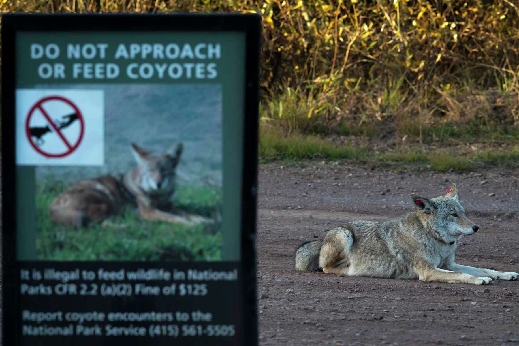 will coyotes eat dogs