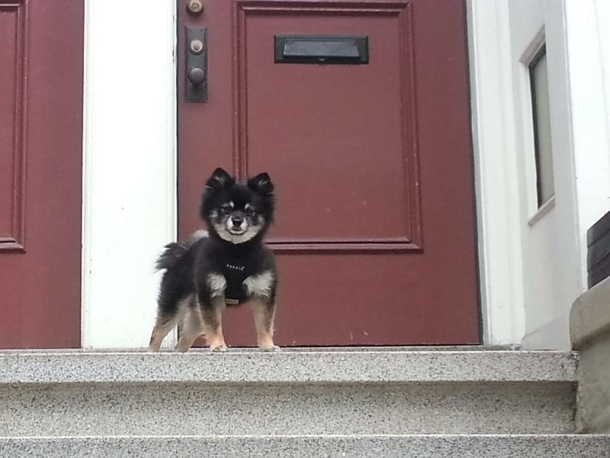 Fozzie Bear, a 14-year-old Klee Kai-Pomeranian, was snatched and killed by a coyote on April 14 at 14th and Castro streets in San Francisco. A second dog was killed by a coyote in the same neighborhood five days later, and wildlife officials are urging pet owners to practice vigilance.