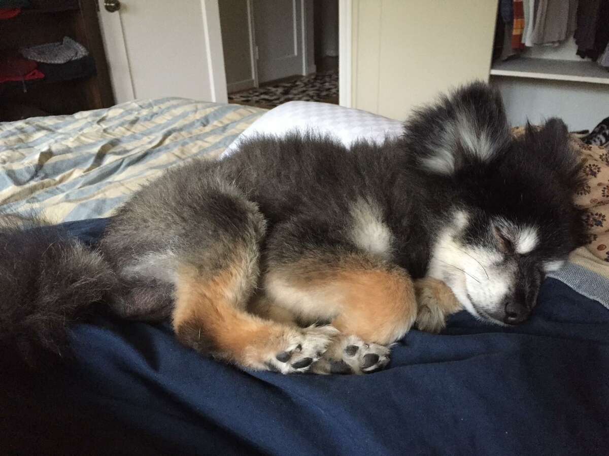 Fozzie Bear, a 14-year-old Klee Kai-Pomeranian, was snatched and killed by a coyote on April 14 at 14th and Castro streets in San Francisco. A second dog was killed by a coyote in the same neighborhood five days later, and wildlife officials are urging pet owners to practice vigilance.