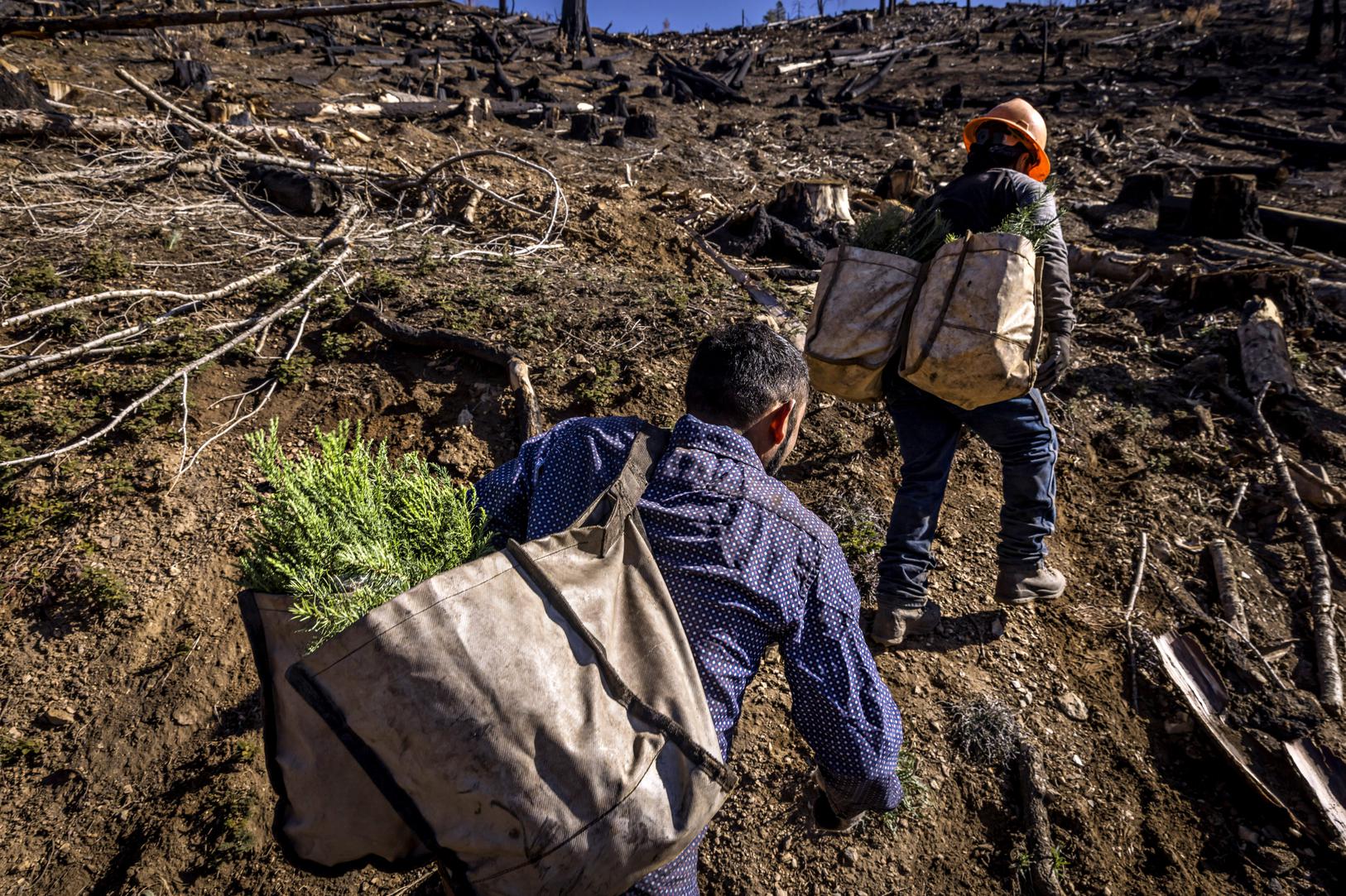 California's giant sequoias are being destroyed by our wildfires. Scientists are resorting to extraordinary methods to save them - Vimarsana News