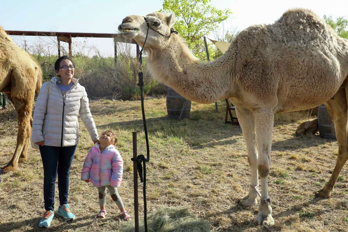 Sibley’s Spring Festival featured two camels, spin art, face painting and more on Saturday, April 30, 2022, at Sibley Nature Center. Jacy Lewis/Reporter-Telegram