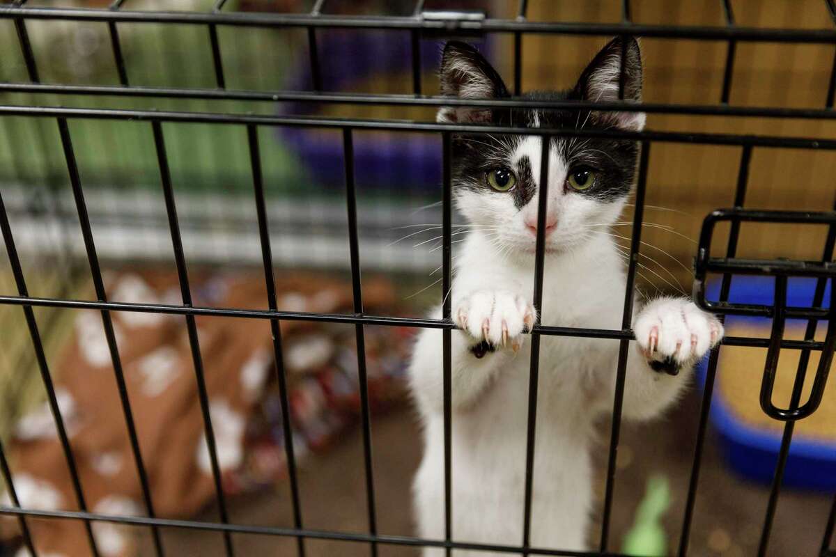 A talkative foster kitten named Rascal wants attention as it climbs around its cage set up inside Fumiko “Miko” Fujimoto’s office at Animal Care Service on Friday.