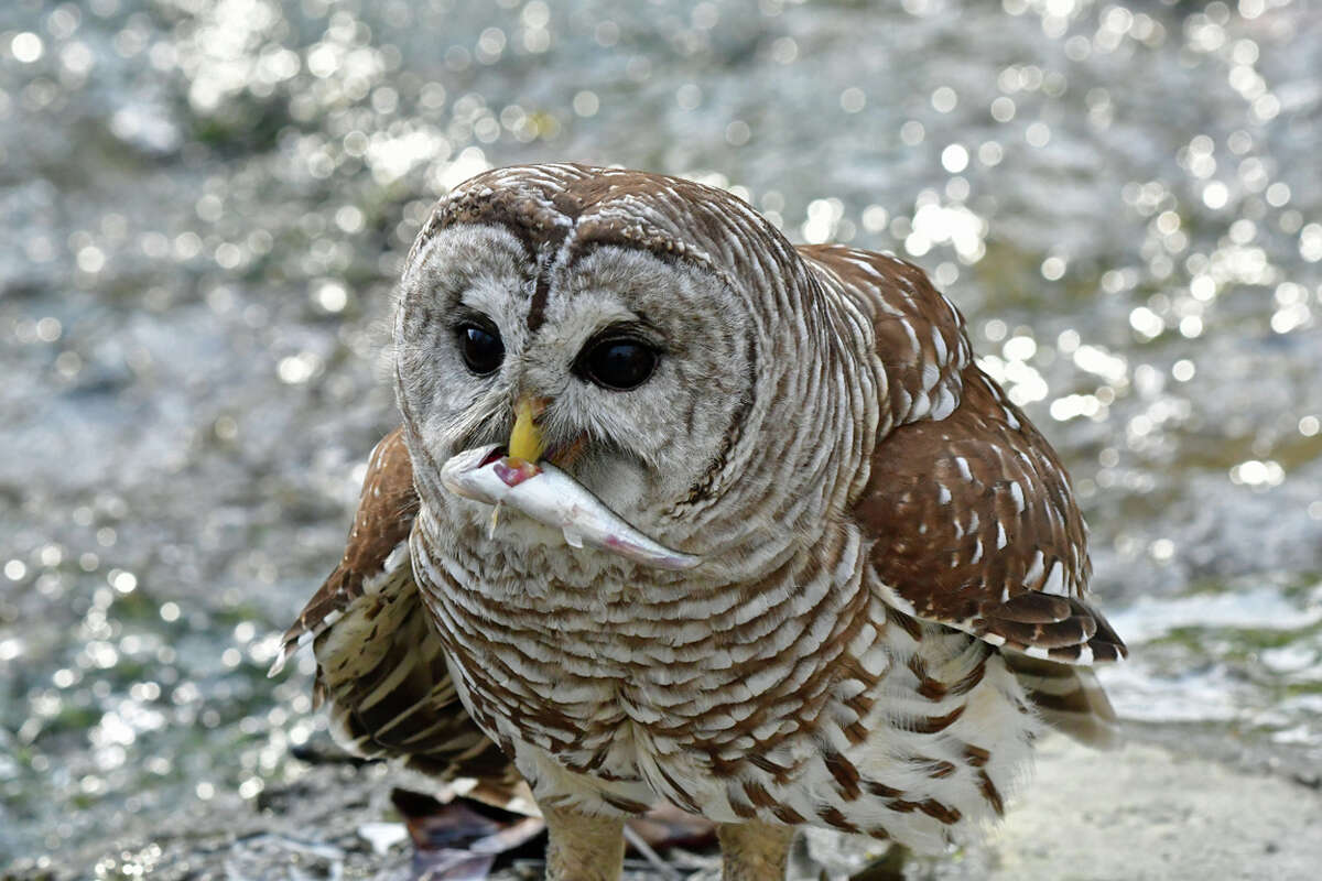 An owl enjoys its catch from a pond.