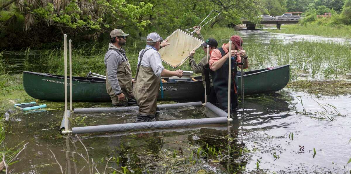 Scientists from BIO-WEST Inc. count and analyze endangered aquatic species on Tuesday, April 26, 2022, near the headwaters of the San Marcos River in San Marcos.