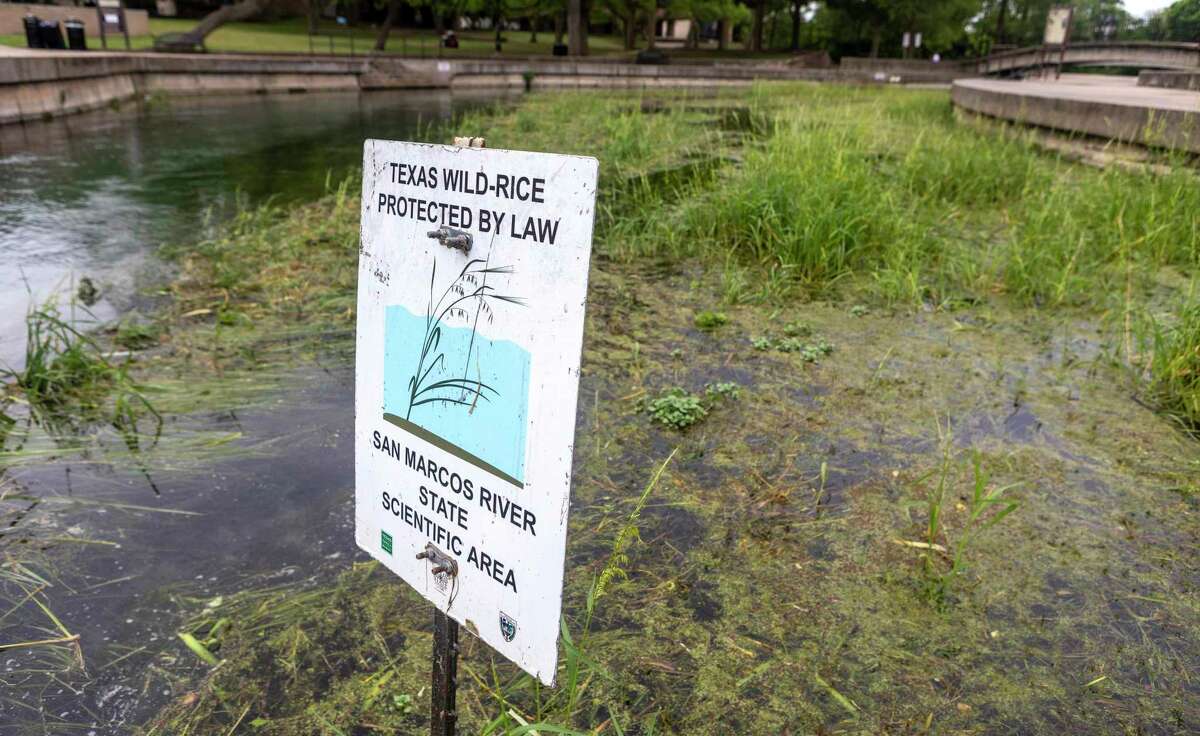 After a decade, conservation efforts seek balance in San Marcos River