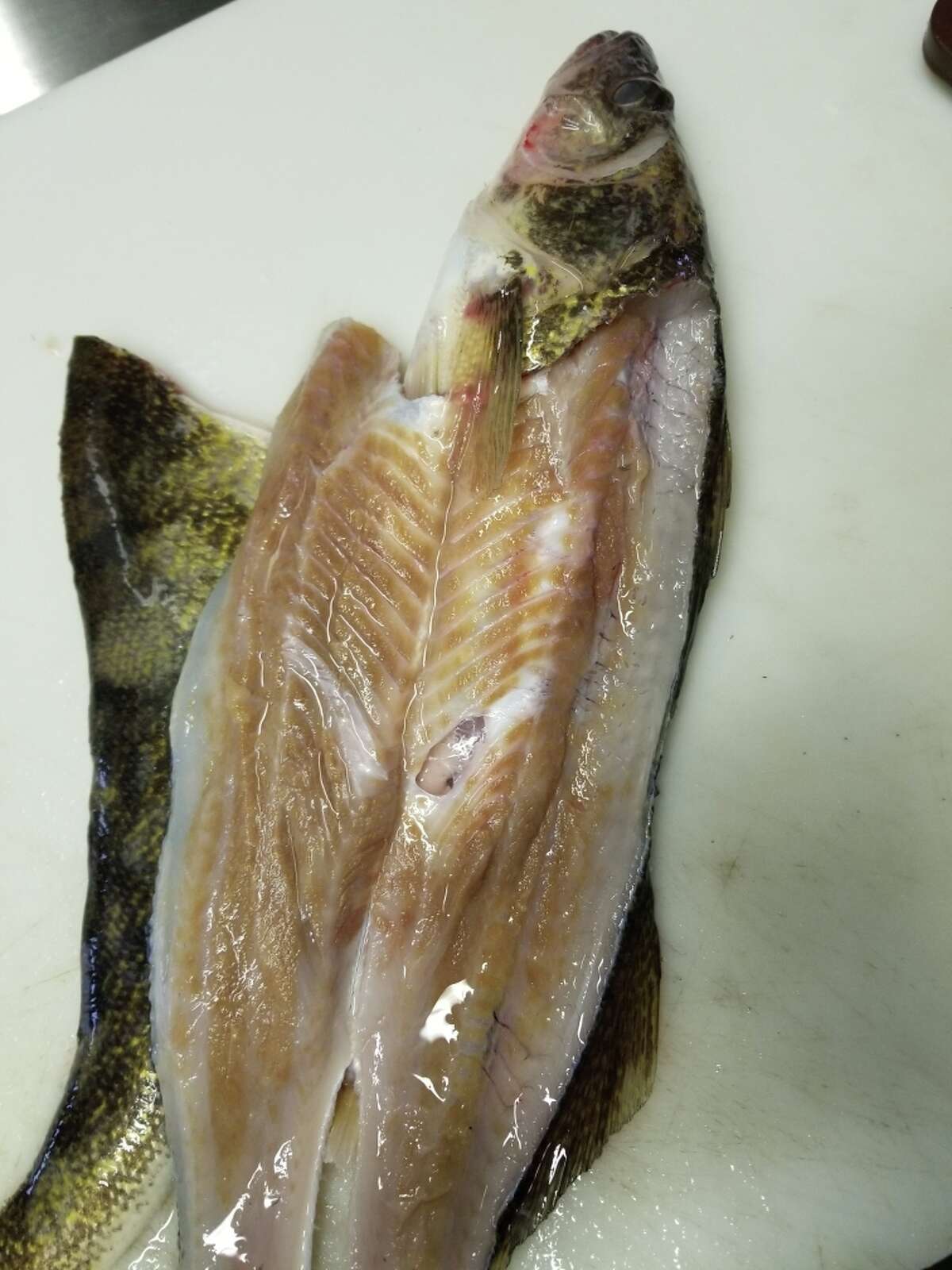 The Saginaw Bay Walleye Club President Keith Dewald Jr. is asking fellow sportsmen to reach out if they catch a diseased walleye such as this, so it can be submitted for testing.