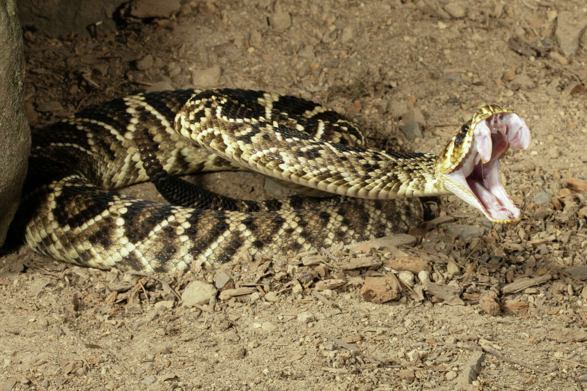 A rattlesnake handler has died after he was bitten at the Rattlesnake Roundup in Freer.