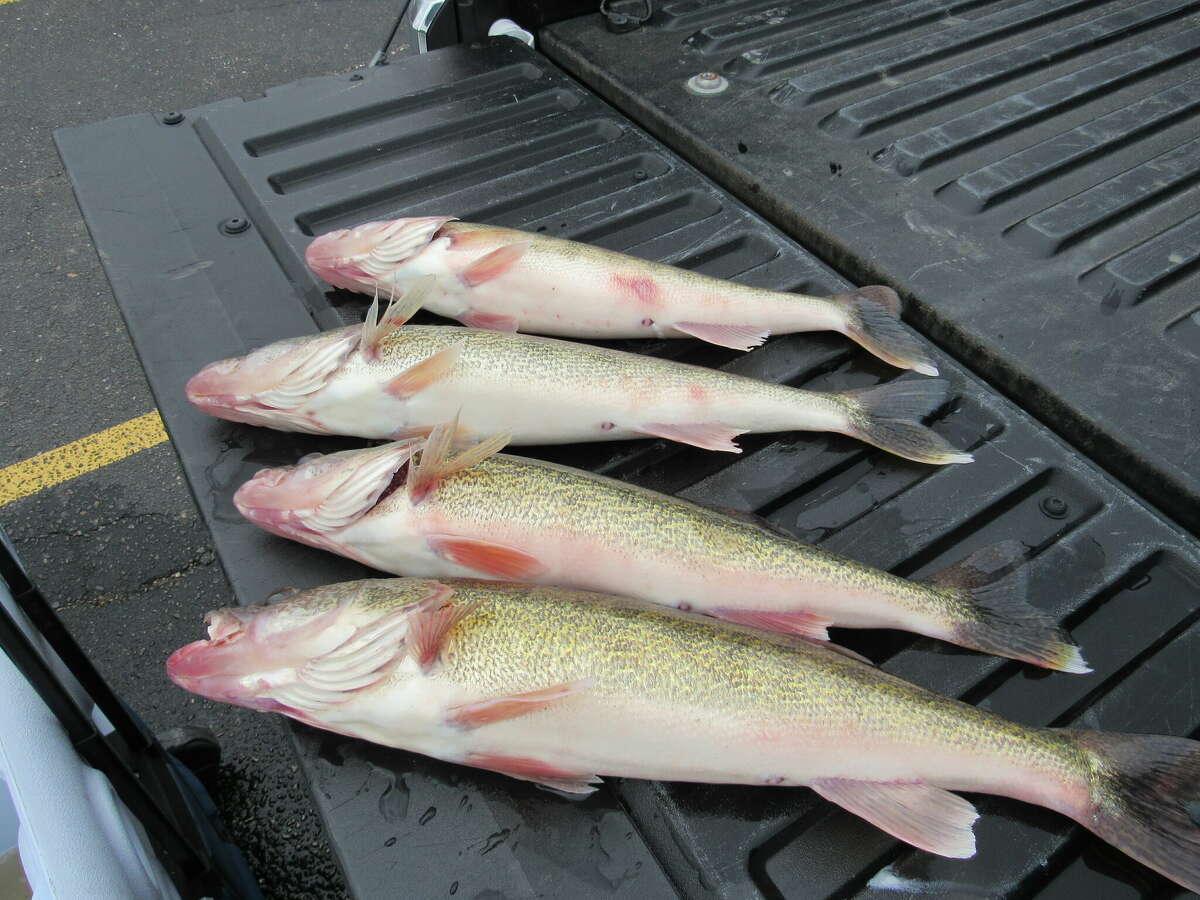 A set of walleye wait to be weighed during the Freeland Walleye Festival's fishing tournament on Saturday, April 30, 2022. Contestants were permitted to enter up to four fish during the two-day tournament.