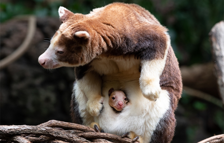 Baby Matschie's tree kangaroo joey born at Bronx Zoo in New York City ...