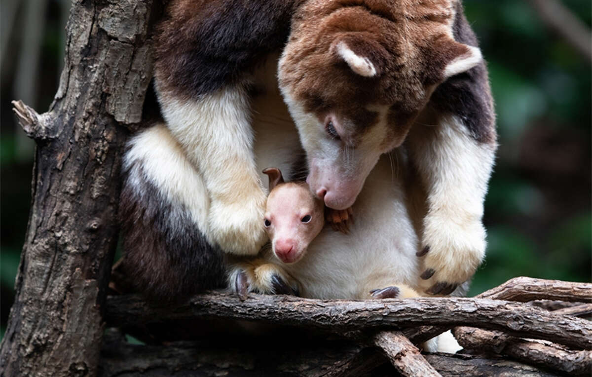 The baby tree kangaroo joey with its mother. 