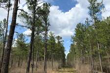 The Big Thicket National Preserve in Southeast Texas. 