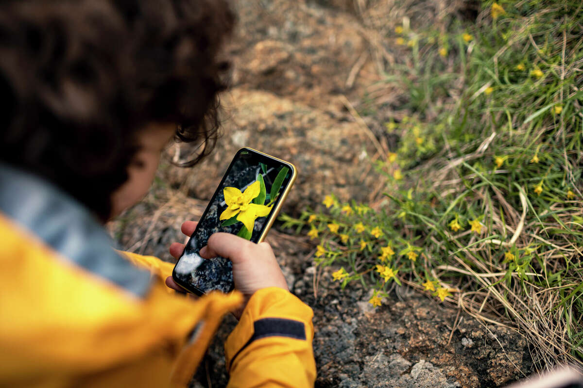 Close up of a little boy taking pictures of flowers with his phone.
