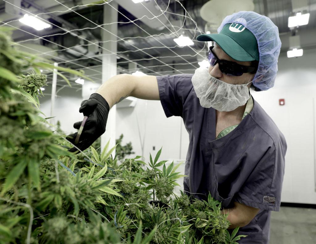 Dan Haar: Rift on CT cannabis council reveals problems in creating a marijuana market - Vimarsana News