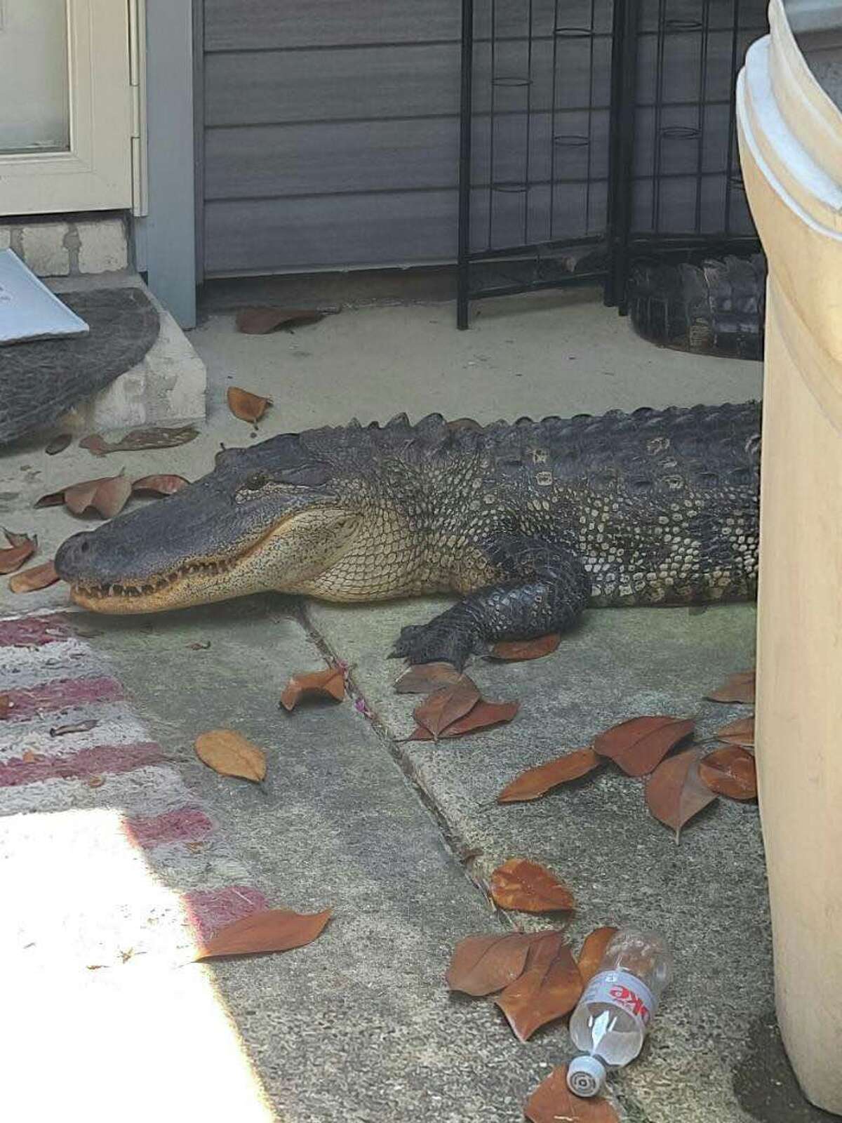 A Texas woman was slapped by the tail of an 8-foot alligator found on her front porch after she returned from a trip out of town on Monday, May 2 in Humble, which is in the Houston area.