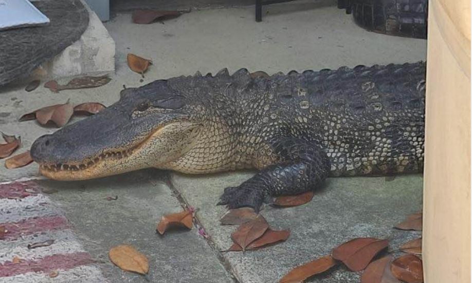 'He was hissing:' Harris County woman slapped by tail of 8-foot alligator on front porch - Vimarsana News