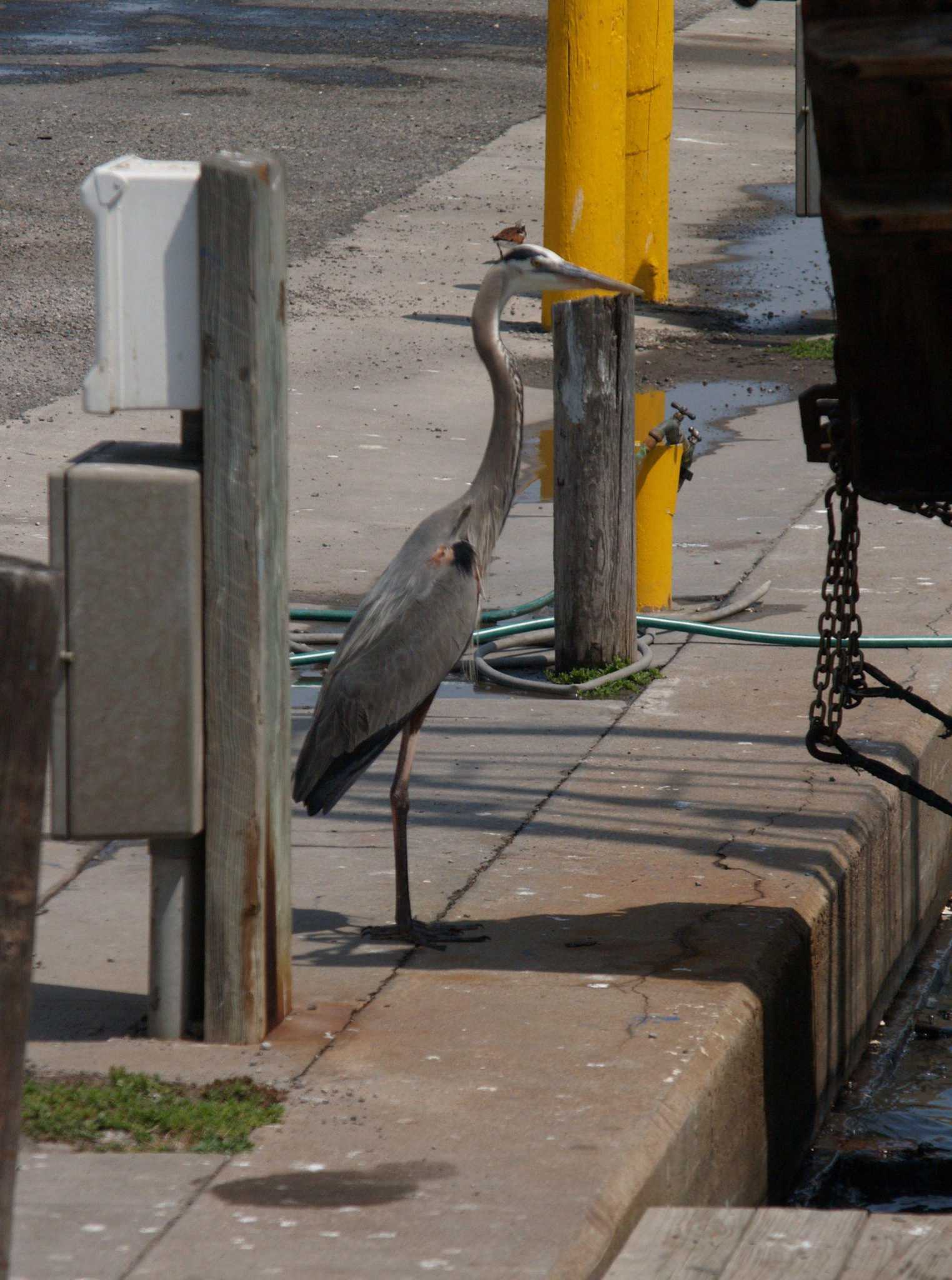 Enjoy the unique wild birds around Lake Conroe