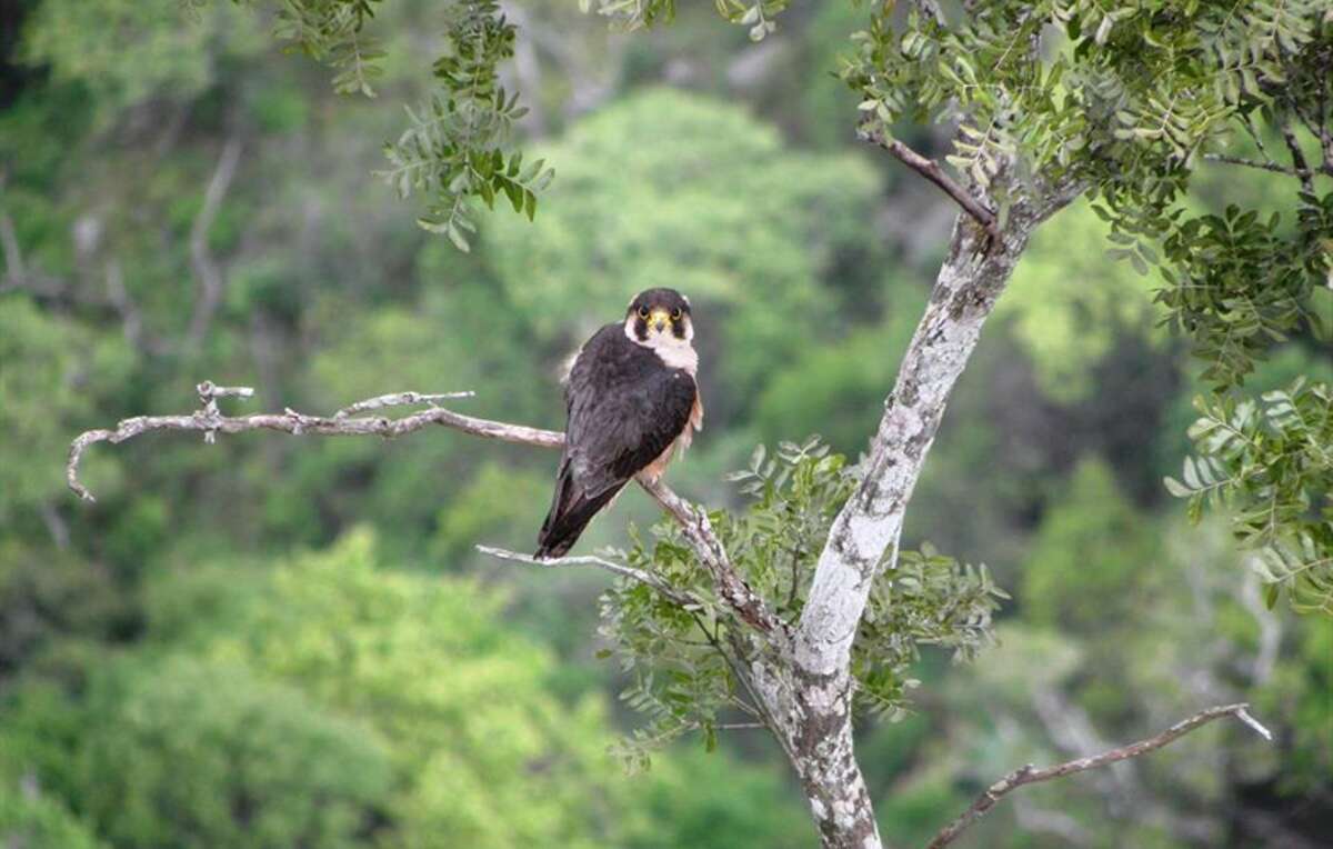 A photo of the rare Taita falcon in Mozambique