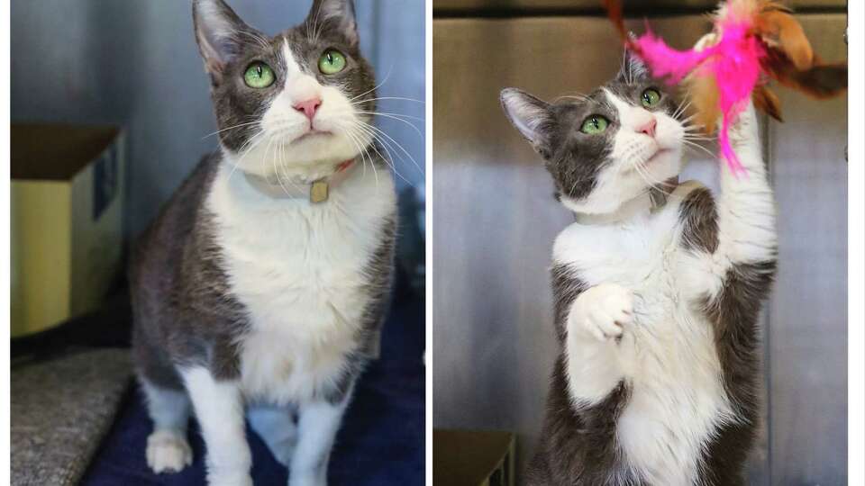 Lentil (A1784719) is a female, 1 1/2-year-old grey and white cat available for adoption from BARC Animal Shelter on Tuesday, May 3, 2022 in Houston. Lentil says, 