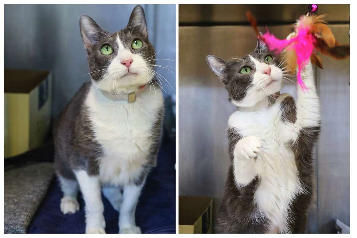 Lentil (A1784719) is a female, 1 1/2-year-old grey and white cat available for adoption from BARC Animal Shelter on Tuesday, May 3, 2022 in Houston. Lentil says, 