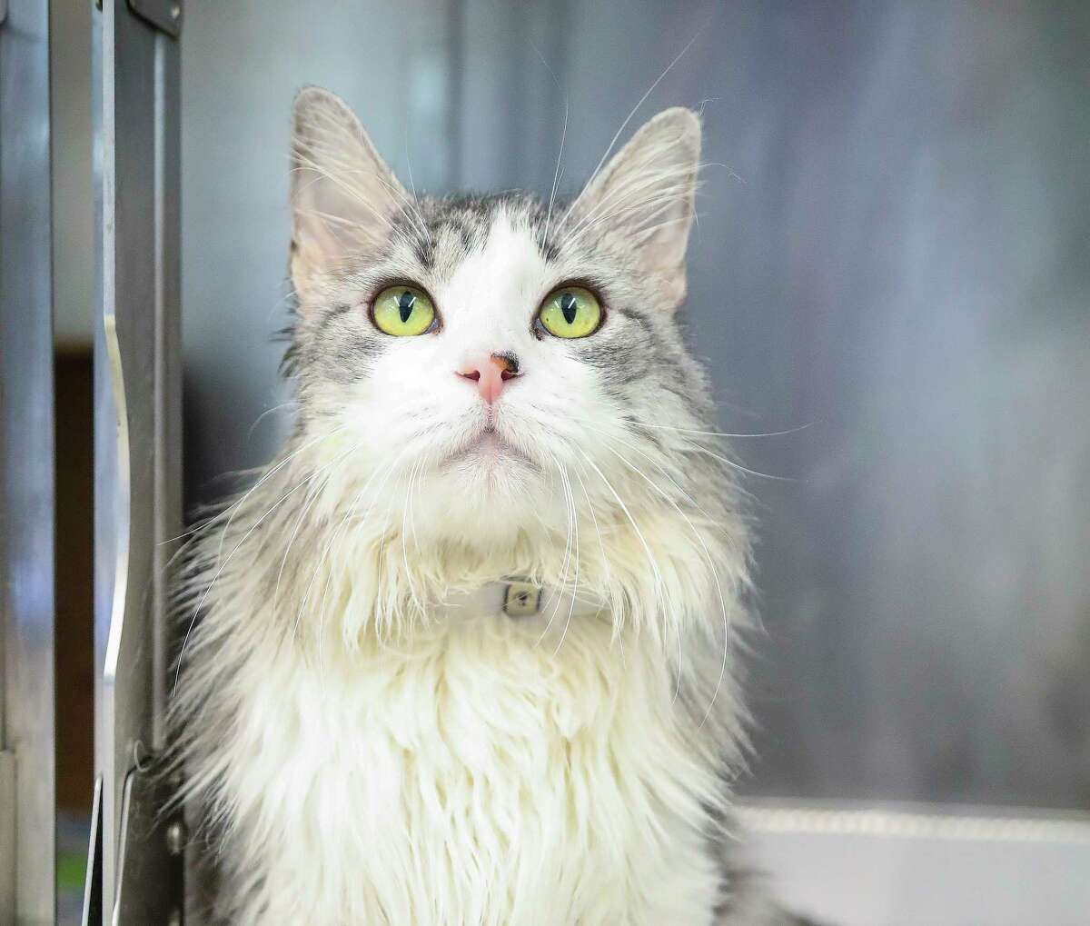 French Onion (A1784643) is a male, 6-year-old Silver Tabby medium hair cat available for adoption from BARC Animal Shelter on Tuesday, May 3, 2022 in Houston. Volunteers say that French Onion “is so handsome and so sweet. He loves being scratched on the top of his fluffy head” and he is one of 126 cats total held since September 15, 2021, on a cruelty hold pending the outcome of the court proceedings. 