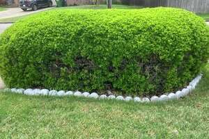 Dog pee or shade could be culprit for boxwood’s brown spots