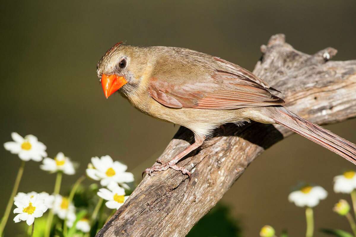 Mother birds stay busy all summer with their broods