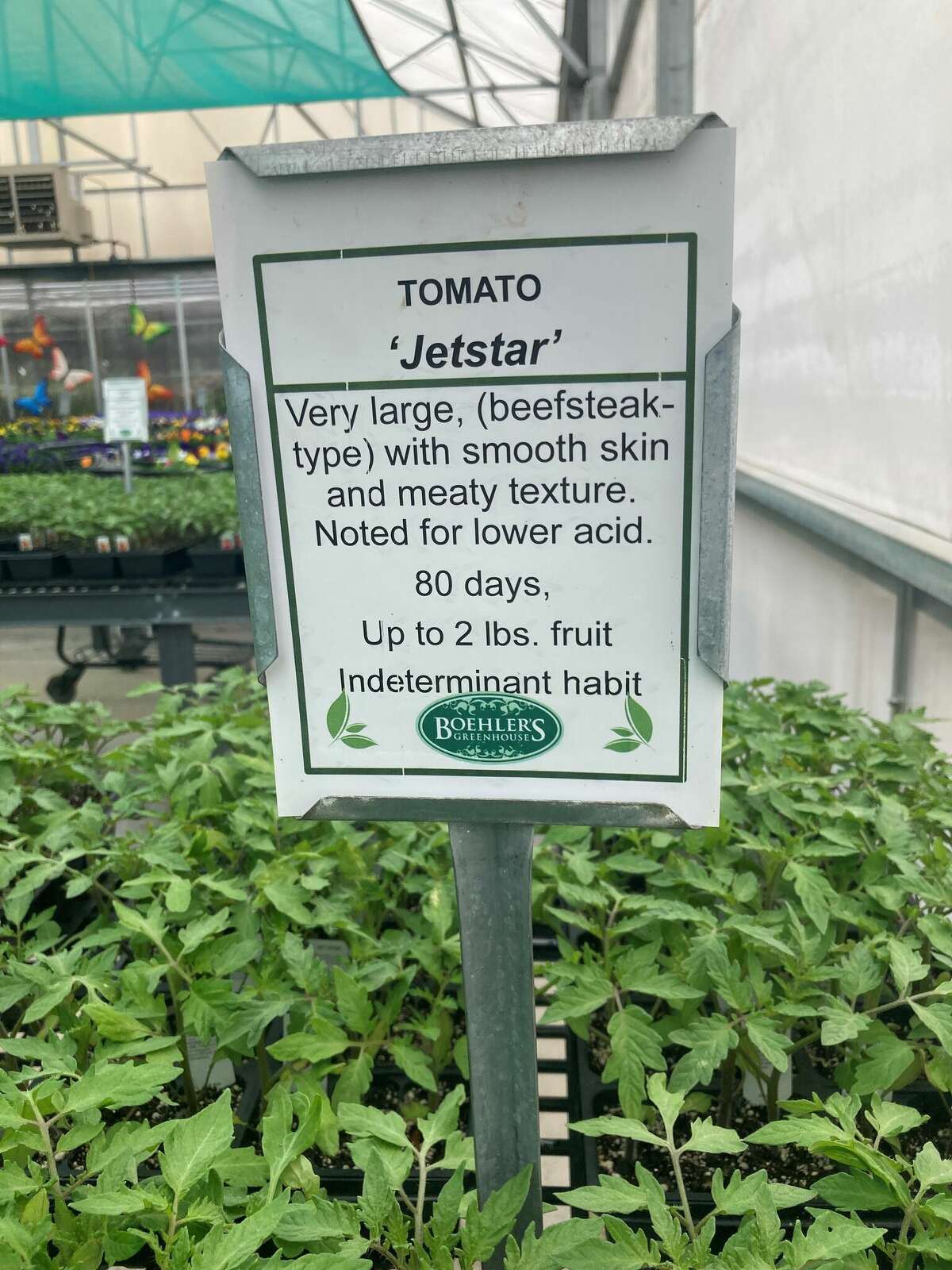 Boehler’s Greenhouse, 5080 Swan Creed Rd., Saginaw, provides valuable growing information for its many varieties of tomatoes.  Look at the differences between these two popular varieties, ‘Mountain Fresh’ and “Jetstar.’