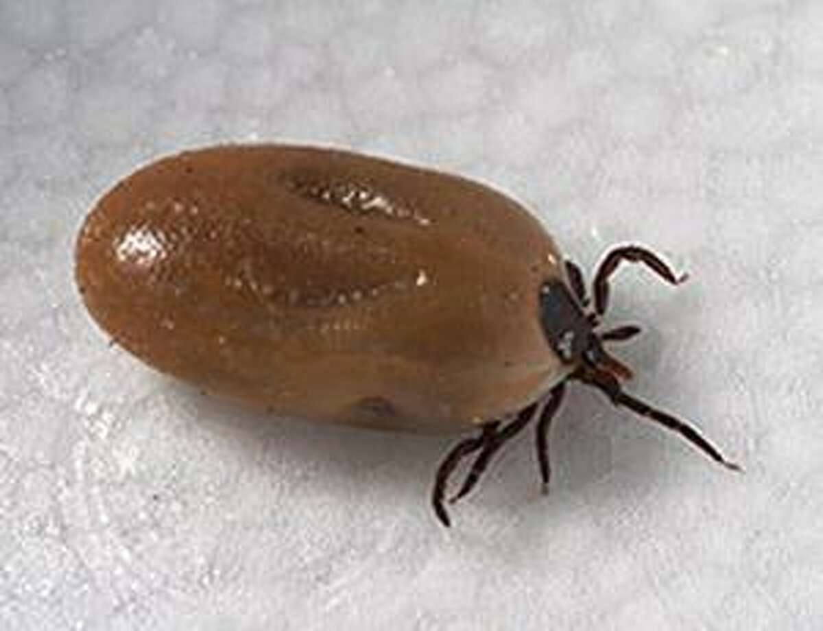 An engorged female blacklegged, or deer tick, Ixodes scapularis, which transmits Powassan virus disease, a rare illness that can be serious. This larval tick is no bigger than the period at the end of this sentence. MUST CREDIT: Handout from the Centers for Disease Control and Prevention