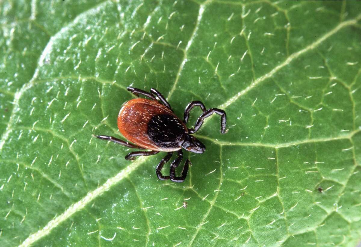 The deer tick is linked to a new tick-borne disease called the Powassan virus. Photo courtesy of U.S. Department of Agriculture.