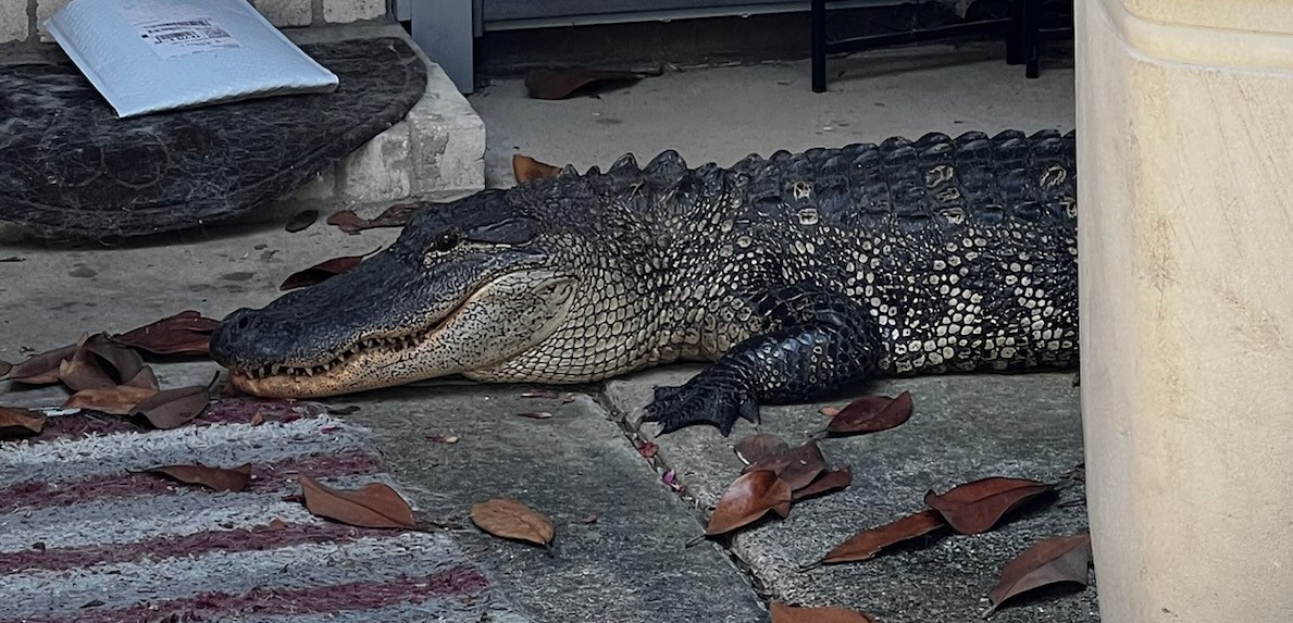 Texas trophy: Man hooks 300-pound alligator gar outside Houston