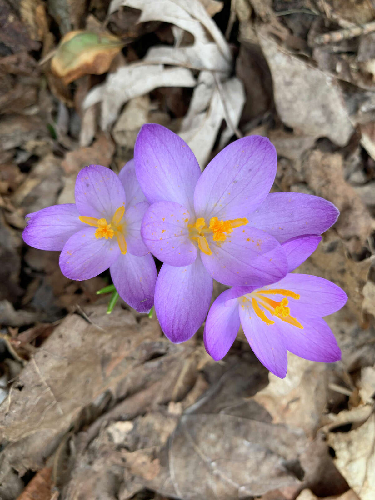 Crocuses were popping up along the sidewalk on First Street in Manistee.