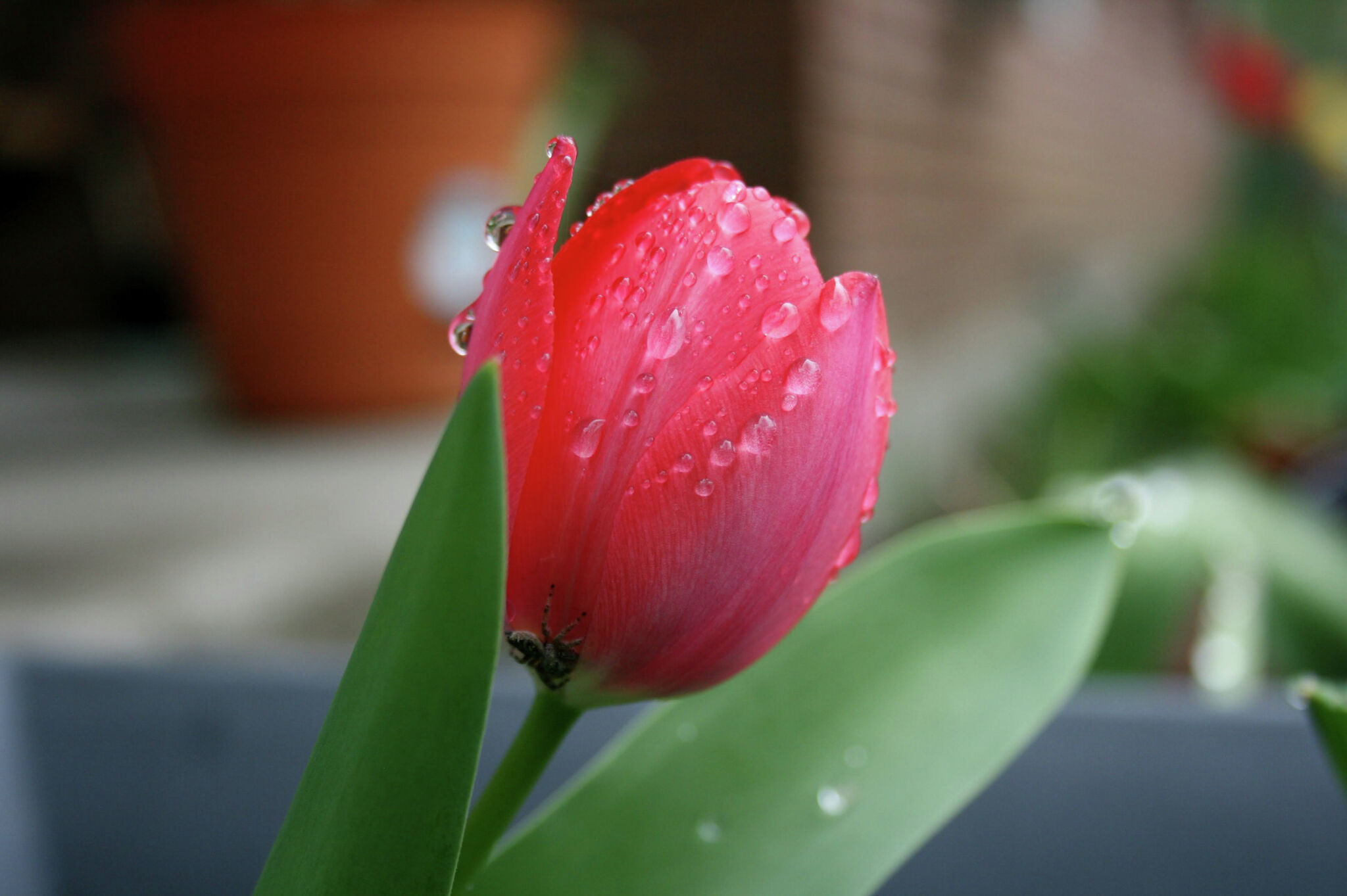 Winners in the Bulbs and Blooms contest - Vimarsana News
