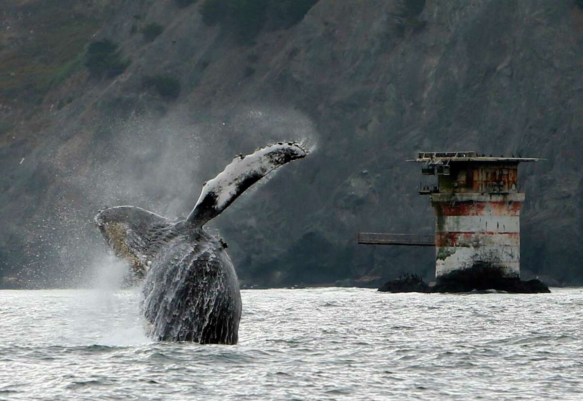 A humpback whale breaches west of the Golden Gate Bridge in San Francisco.