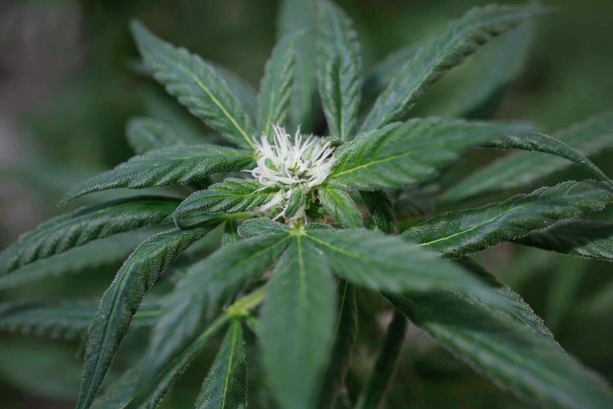 Cure seizures with cheap feminized seed marijuana