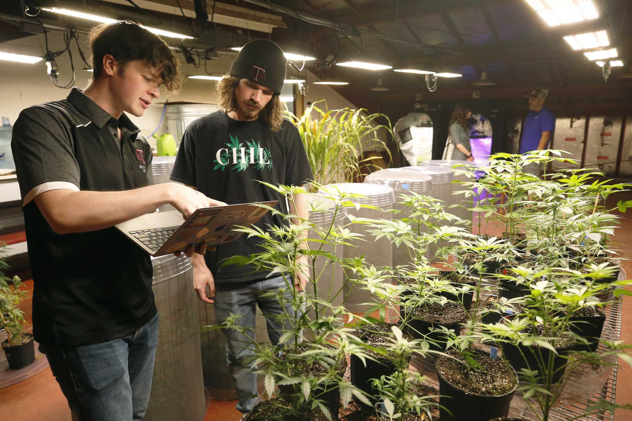 Just outside Texas A&M, students are building a better cannabis